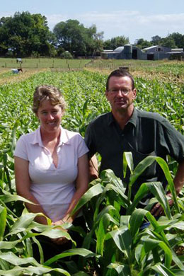 maize