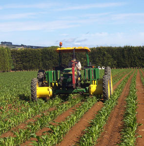 side dressing